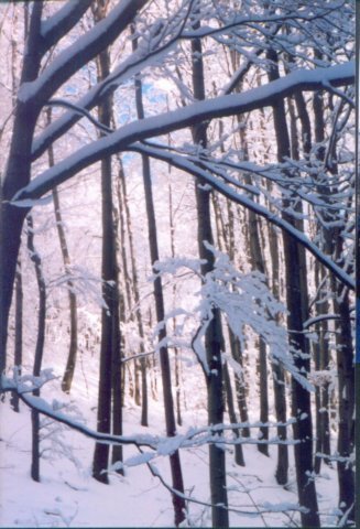 photo42.jpg