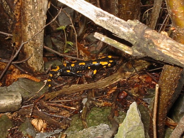 photo073.jpg
