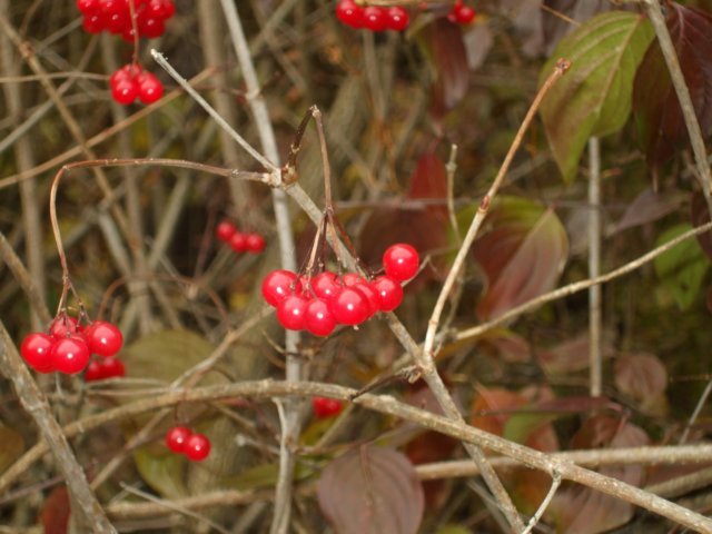 photo025.jpg