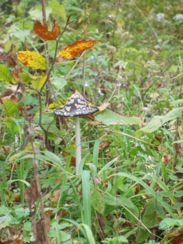 photo147.jpg