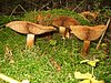 photo021.jpg