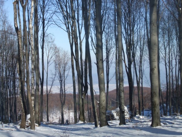 photo39.jpg