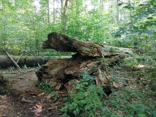 photo096.jpg